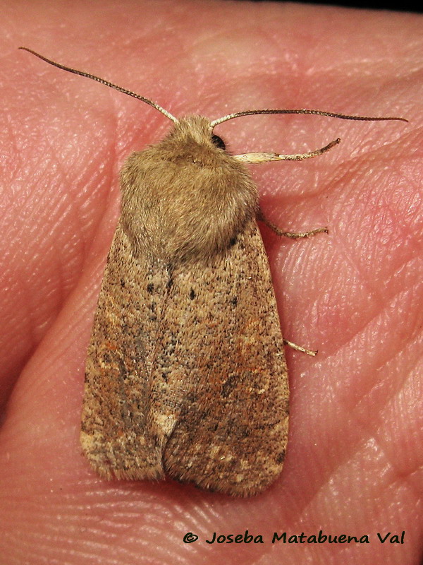 Orthosia cruda - Noctuidae